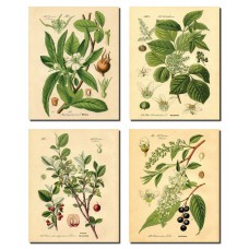 Popular Old-Fashioned Plant Botanical Prints; Four 8x10in Poster Prints   